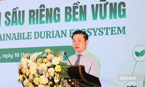 Ngành sầu riêng Đắk Lắk lấy chất lượng, hiệu quả, đổi mới làm động lực cốt lõi