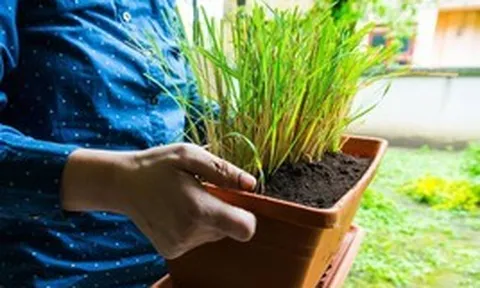 5 lý do vì sao nên trồng cây sả trong nhà