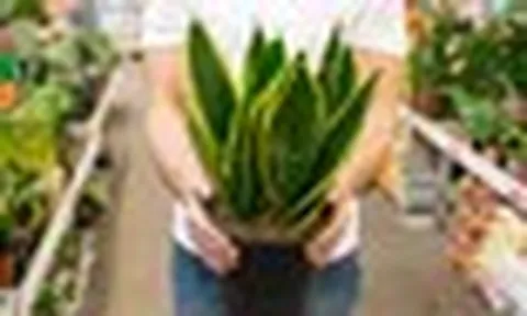 5 lý do vì sao nên trồng một cây lưỡi hổ trong nhà