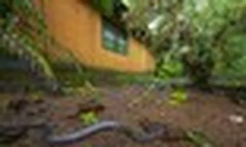 Rắn có thể bò vào nhà vào mùa mưa: 7 điều tuyệt đối không được làm