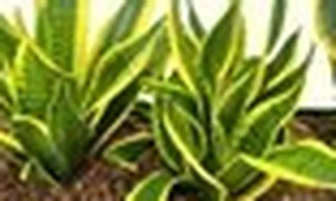 Lời khuyên đến tất cả các gia đình đang trồng cây lưỡi hổ