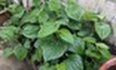 Lợi ích của cây lá lốt