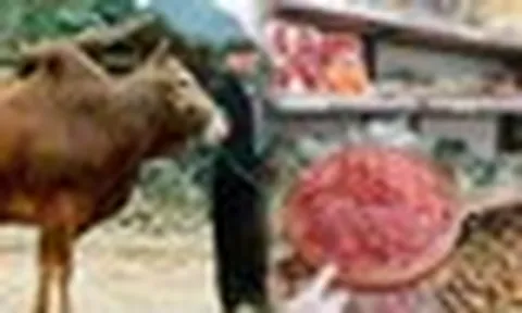 Việt Nam nghiên cứu giống bò cao cấp theo cách Nhật làm với Wagyu, có phần thịt giá hơn 1,2 triệu đồng/kg