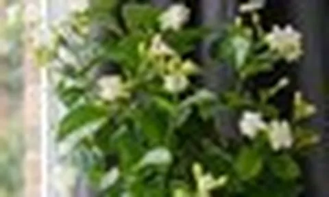 Lời khuyên dành cho những gia đình đang trồng cây hoa nhài