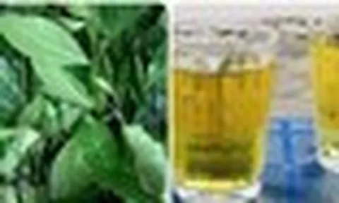 Uống trà xanh tươi mỗi ngày có tác dụng gì?