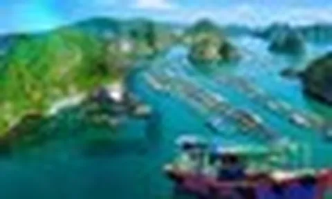 Việt Nam có làng chài lâu hơn kim tự tháp Ai Cập hơn 2.000 năm: Đào lên được 88 đầu cá biển, giờ vẫn 300 hộ sống trên mặt nước