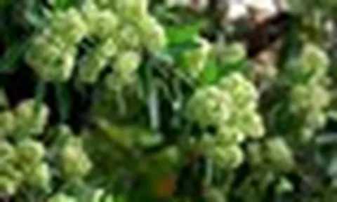 Dân mạng gọi sống cạnh cây hoa sữa là 'thử thách sinh tồn', khoe đủ cách đối phó