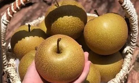 Loại quả đặc sản vùng cao Tây Bắc, giòn ngọt, mọng nước, có mùi thơm đặc trưng