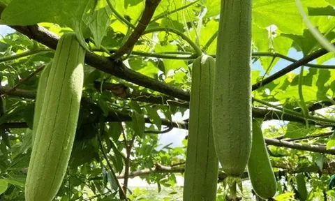 Bộ phận của quả mướp nhiều người vứt bỏ không ngờ có công dụng bất ngờ