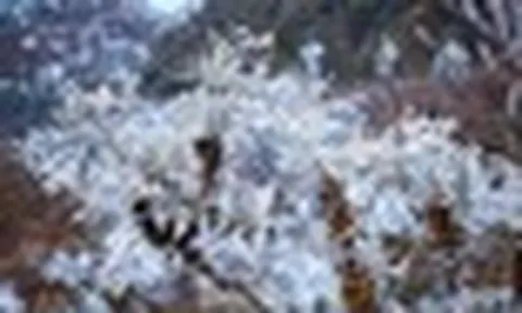 Phát hiện đỉnh núi cao hơn 1.500m ở Việt Nam, từng lạnh dưới 0°C, cây cối phủ trắng băng giá như trời Âu