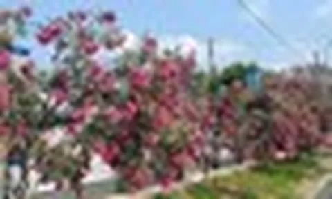 Hà Nội cấm trồng 18 loại cây nơi công cộng: Có tới 16 cây chứa độc tố và nguy hại sức khỏe