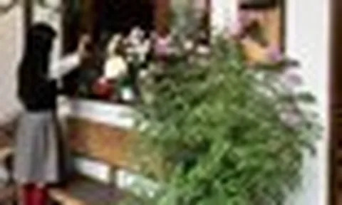 5 loại cây nhìn đẹp nhưng không nên tùy tiện đặt trong nhà: Sai vị trí, cây khó sống mà người cũng thêm phiền