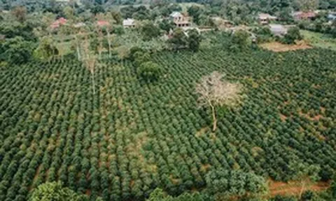 Quảng Trị: Định hướng tương lai cho ngành hàng cà phê đặc sản