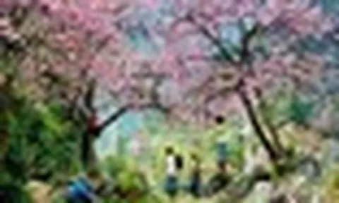 Phát hiện bản làng ở độ cao 1.300m tại Việt Nam, mùa xuân cả sườn núi nhuộm hồng như một tấm lụa khổng lồ