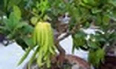 Người giàu nâng niu 3 loài cây này như báu vật trong nhà: Một cây nở hoa, một cây kết trái, một cây chỉ đứng im cũng toát ra vẻ phú quý
