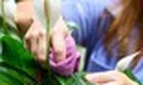 Nhiều người trồng cây lan ý trong nhà, hóa ra không chỉ để làm cảnh