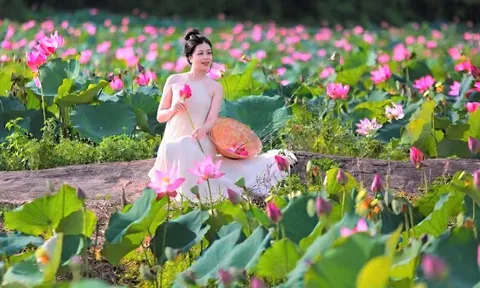 Đẹp ngỡ ngàng đồng hoa sen lớn nhất Đà Nẵng, du khách thích thú đến check-in