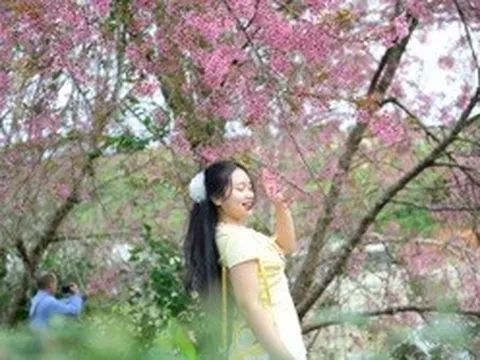 Lễ hội hoa Mai anh đào kéo dài một tháng ở Đà Lạt có gì đặc sắc?