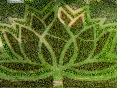 Đóa sen khổng lồ từ hơn 50.000 chậu hoa khoe sắc ở Kinh thành Huế