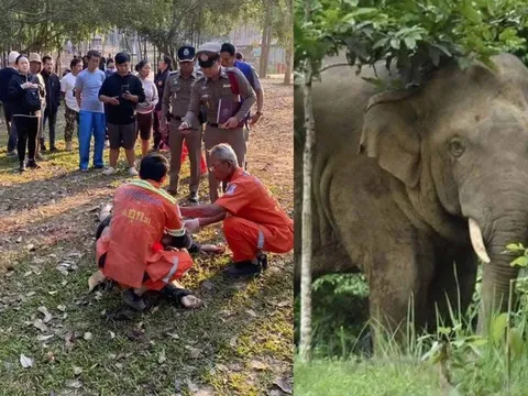 Thái Lan: Tập thể dục buổi sáng, du khách bị voi tấn công cạnh lều cắm trại