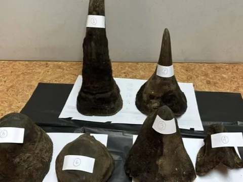 Hành lý khách Việt chứa gần 12kg sừng tê giác bị bắt tại sân bay ở Thái Lan