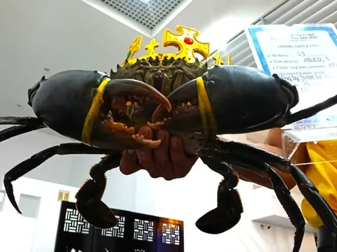 Trao xác lập kỷ lục "Con cua Cà Mau lớn nhất Việt Nam"