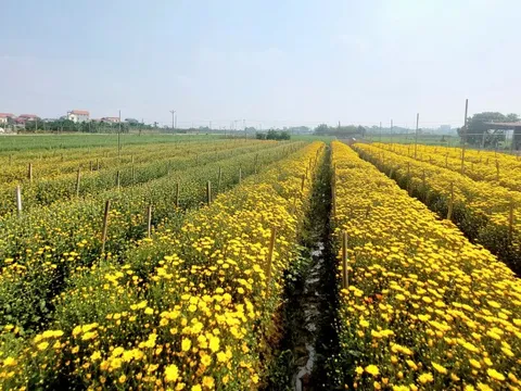 Sắc xuân lan tỏa từ vườn hoa đến phố thị