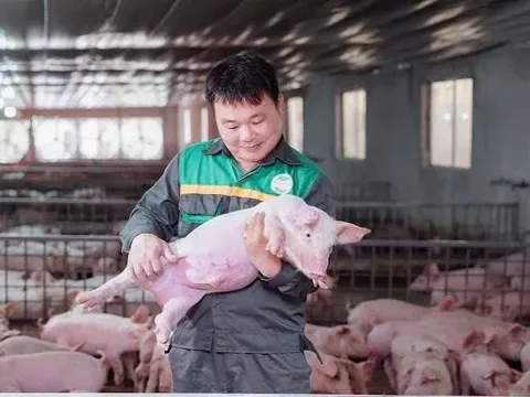 Giám đốc ở Tuyên Quang cho một thứ đặc biệt vào thức ăn nuôi heo, giúp HTX lọt top 10 doanh thu chăn nuôi cả nước