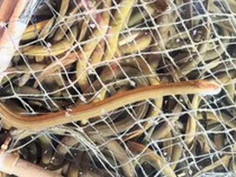 Bỏ vốn 20 triệu nuôi "nhân sâm dưới nước", anh nông dân Hà Tĩnh thu hơn 6,6 tỷ đồng/năm