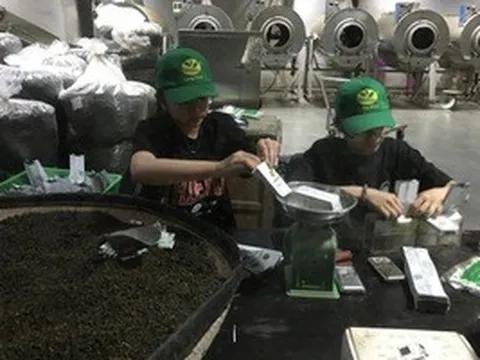 Một lần tới thăm bảo tàng trà ở phố ngàn hoa