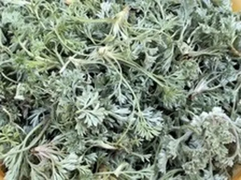 Bắt được "báu vật" mùa xuân mọc đầy rải rác: Đem làm món hấp ngọt mềm tơi xốp, nhà nội nhà ngoại gắp không ngừng đũa