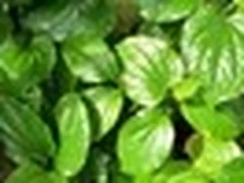 Lời khuyên đến những gia đình đang trồng cây lá lốt