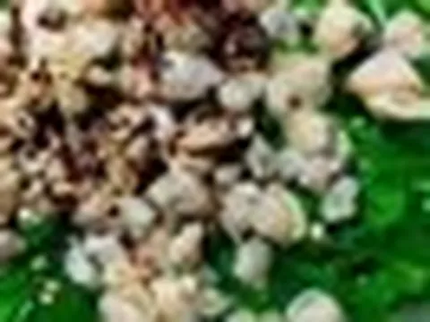 5 "cực phẩm" 0 đồng ngay trong vườn nhà: Những món ăn thanh tao các cụ xưa trân quý, con cháu nay lại bỏ phí