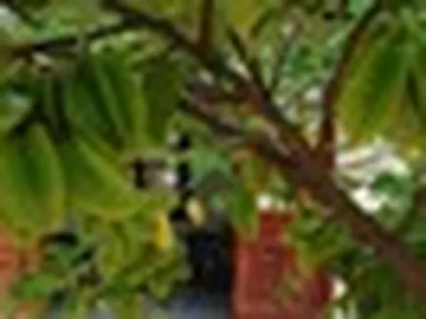 5 cây ăn quả tránh trồng trước nhà