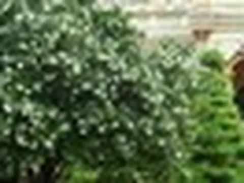 6 lợi ích khi trồng một cây nguyệt quế trong nhà