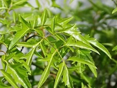 3 ý nghĩa phong thủy khiến người xưa chọn trồng cây đinh lăng trước nhà