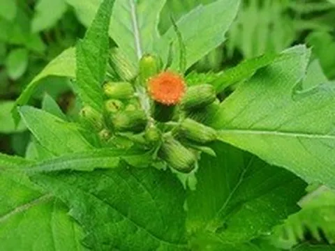Kỳ lạ loài rau có mùi... xăng thơm: Kẻ chê người nghiện, nay bỗng chốc thành đặc sản "hái ra tiền"