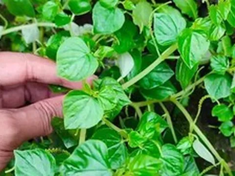 Cây rau dại mọc hoang nay thành đặc sản, được ví như “thảo dược quý” tốt ngang nhân sâm, có thời điểm giá đắt hơn thịt
