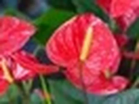 5 lời khuyên dành cho các gia đình đang trồng cây hồng môn