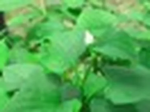 Vì sao người xưa thường trồng cây diếp cá quanh nhà?
