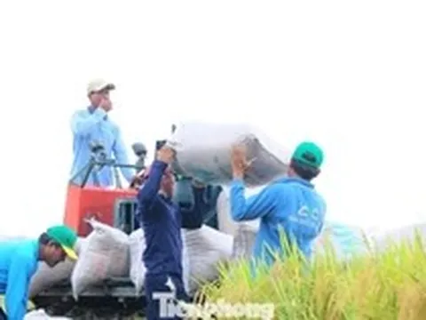 Vì sao vựa nông sản lớn nhất Việt Nam 'đứt gãy' chuỗi giá trị?
