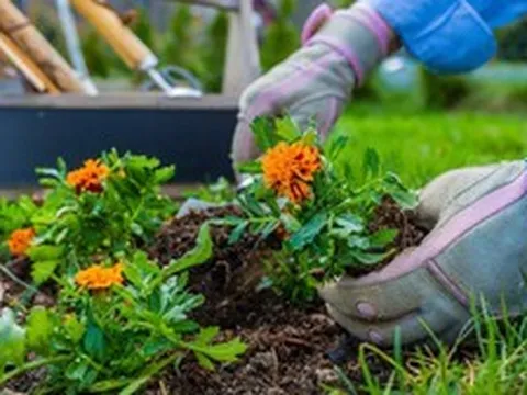 5 loại cây “hút” vận may, nên trồng trong sân nhà