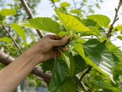 Việt Nam có loại lá được y thư cổ Trung Quốc xếp vào hàng "thượng phẩm": Không phải ai cũng biết để dùng