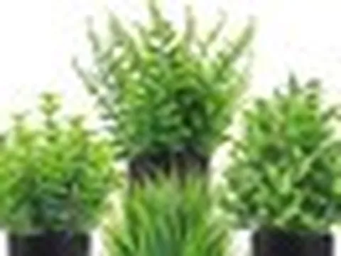 5 loại cây chớ nên đặt trong nhà