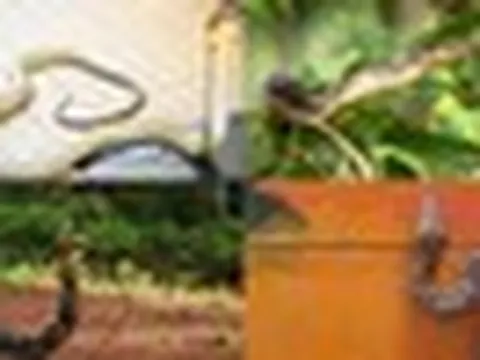 Rắn hoạt động mạnh vào mùa mưa: 4 cách đuổi rắn cực hiệu quả