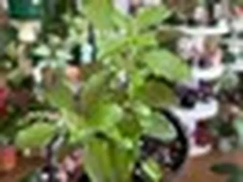Loại cây ai cũng nên trồng trong nhà: Giúp xả xui, lại được coi là "nữ hoàng của các loại thảo dược"