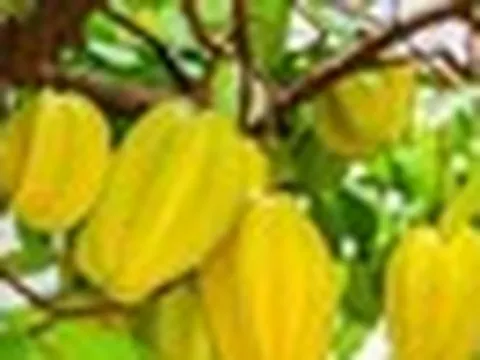 Trồng cây khế ở vị trí này, 'hút' vượng khí, 'rước' quý nhân tới nhà
