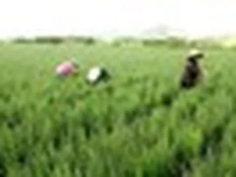 Loại cây quen thuộc với người Việt, được ví như "vệ sĩ của gan": Khi dùng cần đặc biệt chú ý
