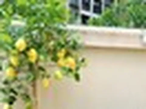 Gia đình khá giả thường trồng 3 loại cây ăn quả này: Biểu tượng của sung túc, "vàng bạc đầy nhà"
