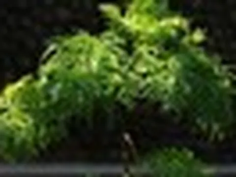 4 lý do vì sao nên trồng một cây đinh lăng ở cổng nhà